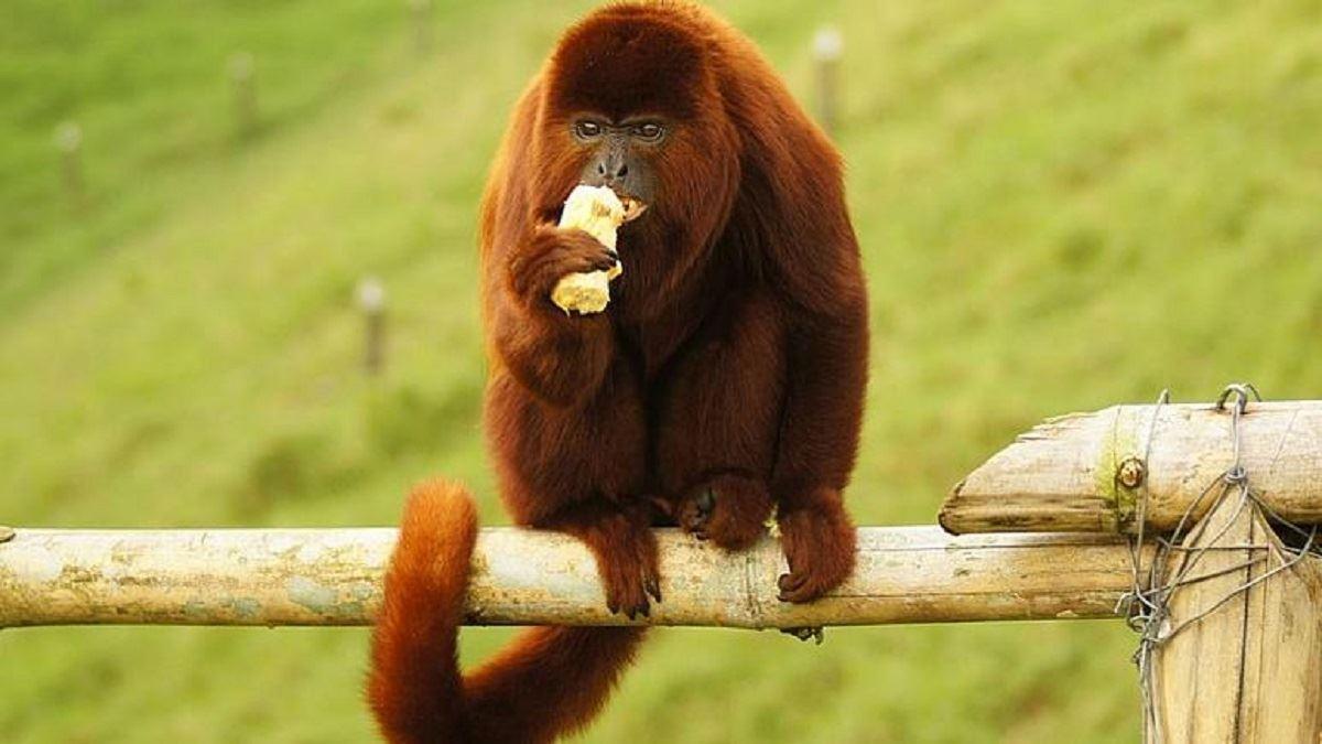 چرا دم انسان‌ها ناپدید شده است؟