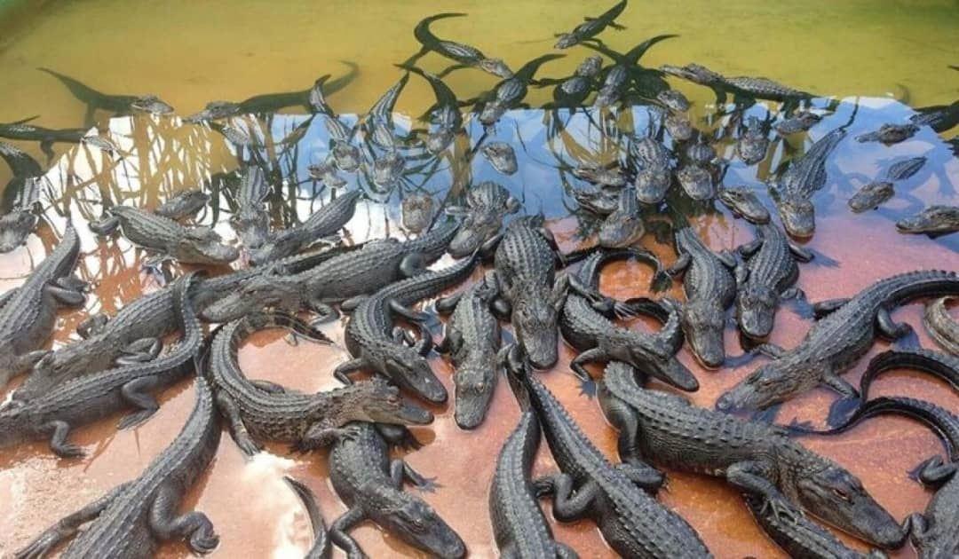 واردات کروکدیل از مالزی به ایران