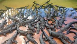 واردات کروکدیل از مالزی به ایران