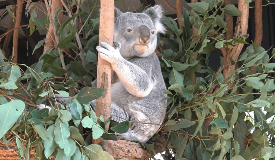 گردشگری استرالیا/بریزبن...ایالت کوئینزلند.. پناهگاه کوالای لون‌پاین ( Lone Pine )