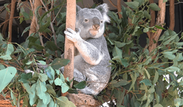 گردشگری استرالیا/بریزبن...ایالت کوئینزلند.. پناهگاه کوالای لون‌پاین ( Lone Pine )