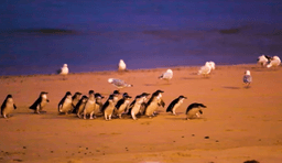 گردشگری استرالیا/ملبورن( شهر فیلیپ آیلند)...ایالت ویکتوریا /  شهر فیلیپ آیلند ( Phillip Island )