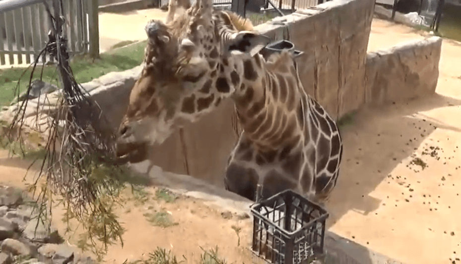 گردشگری استرالیا /کانبرا ...پایتخت/باغ وحش و آکواریوم ملی  (National Zoo and Aquarium)