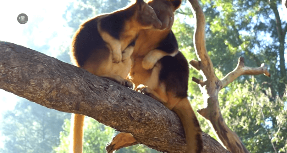  گردشگری استرالیا/ملبورن...ایالت ویکتوریا /  حفاظت گاه حیوانات هیلسفیل ( Healesville Sanctuary )