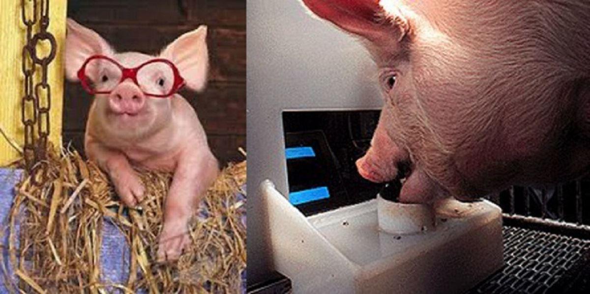 خوک‌های گیمر برای دریافت غذا بازی ویدئویی انجام می‌دهند