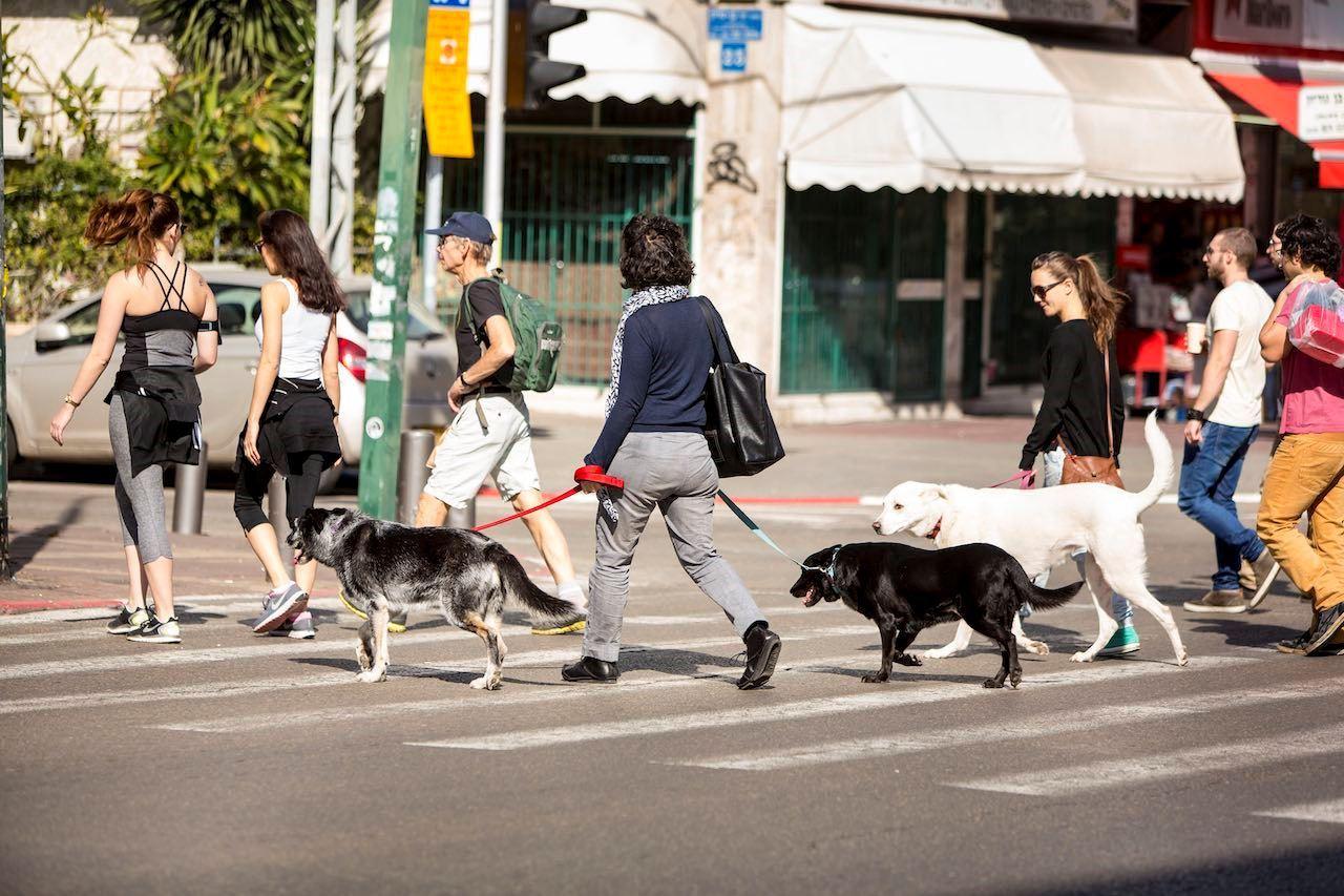 نگه داری یک سگ در استرالیا چقدر هزینه دارد؟