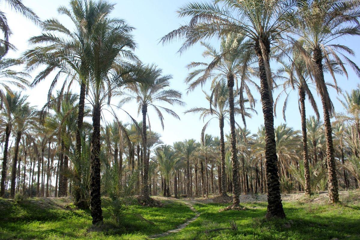 صادرات نخل ایران به کشورهای حاشیه خلیج فارس