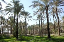 صادرات نخل ایران به کشورهای حاشیه خلیج فارس