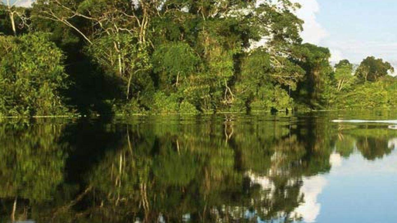 برنامه امارات برای کاشت صد میلیون نهال و گسترش جنگل‌های حَرّا