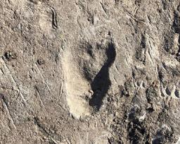 کشف فسیل ردپای راه رفتن انسان روی دوپا در تانزانیا