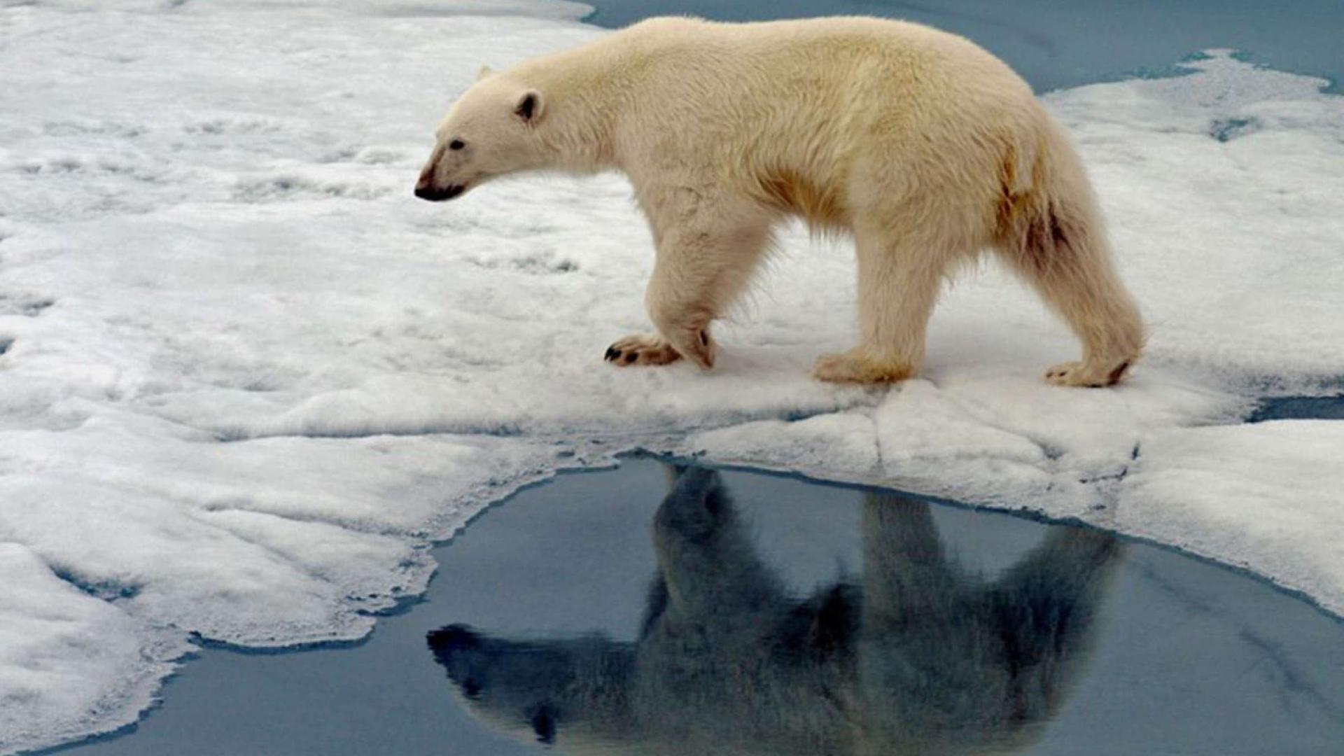 تغییرات آب‌وهوایی و گرم شدن بی‌سابقه قطب شمال