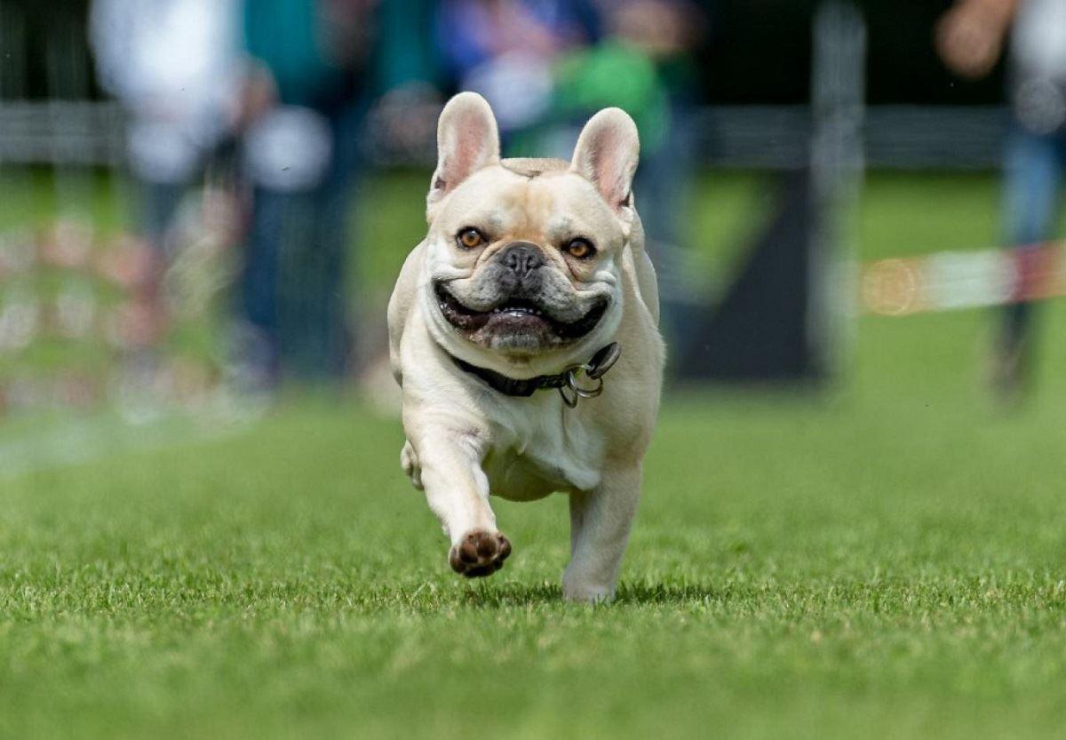 توصیه کارشناسان: از خرید سگ‌های بولداگ خودداری کنید