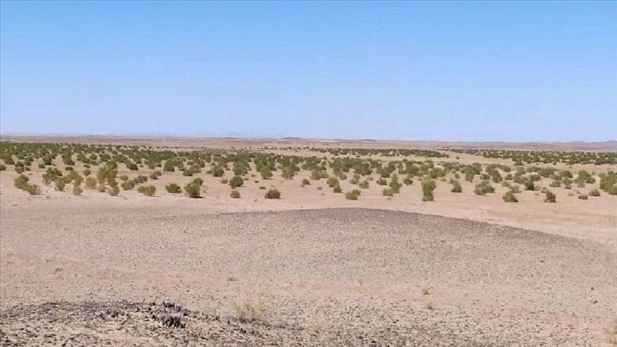 نابودی تمام جنگل‌های ایران تا 50 سال آینده