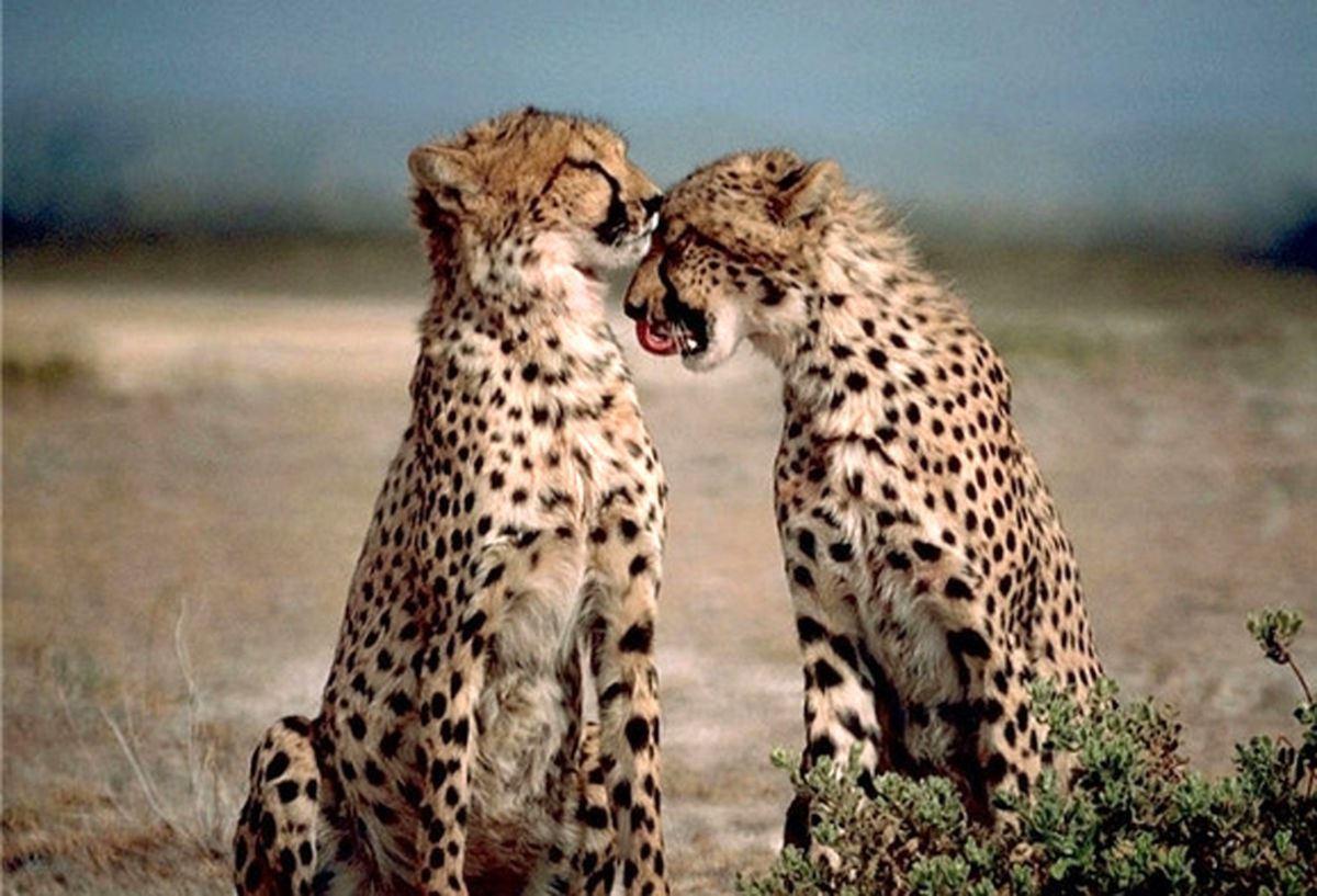 هشدار سازمان‌ محیط‌ زیست برای انقراض یوز ایرانی