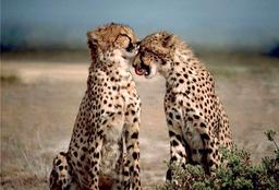 هشدار سازمان‌ محیط‌ زیست برای انقراض یوز ایرانی