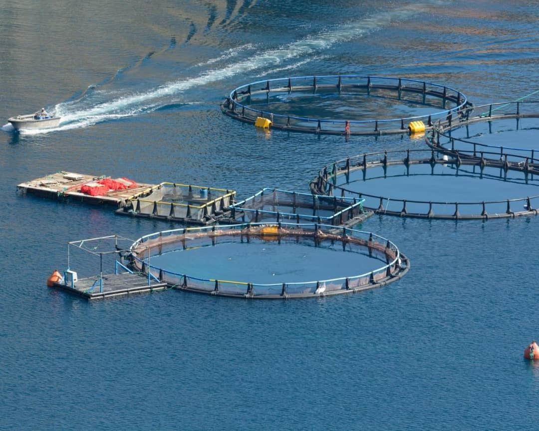 سرمایه‌گذاری 3.5 میلیارد دلاری عربستان برای تولید غذاهای دریایی