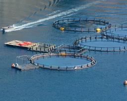 سرمایه‌گذاری 3.5 میلیارد دلاری عربستان برای تولید غذاهای دریایی