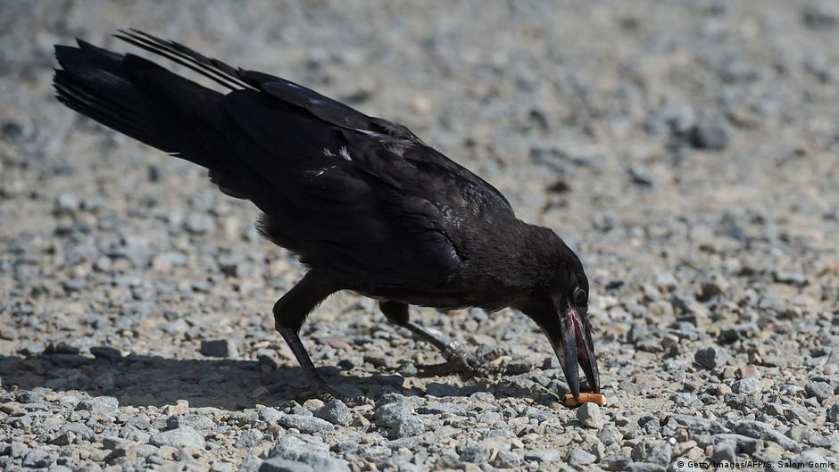 آموزش کلاغ‌ها برای جمع‌آوری ته‌سیگار از خیابان‌ها