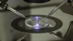 رسوایی پزشک هلندی برای استفاده از اسپرم خود در 21 مورد لقاح مصنوعی