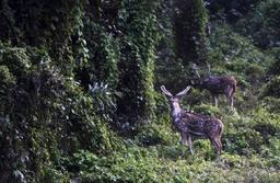 انتقال نوع جهش‌یافته ویروس کرونا از گوزن به انسال در کانادا