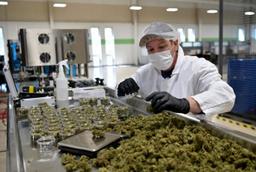 تاثیر منفی مصرف ماری‌جوانای پزشکی بر افسردگی