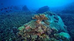 کشف پنج هزار گونه ویروس جدید در اقیانوس‌ها