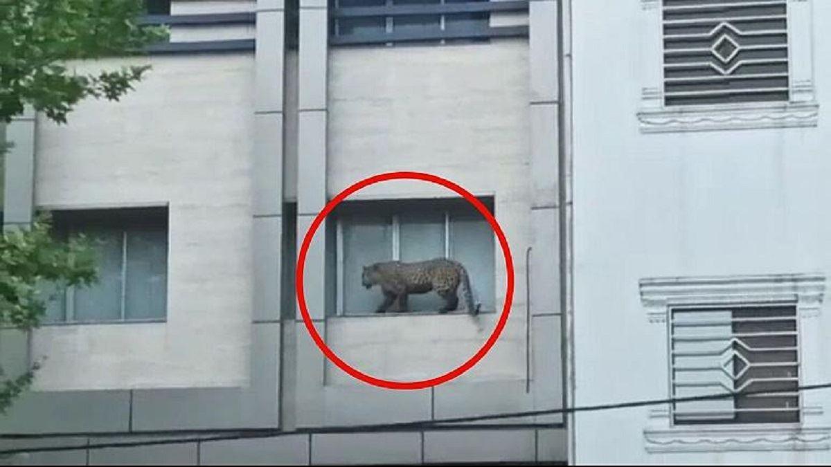 کشته شدن پلنگ سرگردان در خیابان‌های قائمشهر با گلوله واقعی 