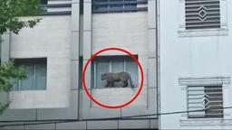 کشته شدن پلنگ سرگردان در خیابان‌های قائمشهر با گلوله واقعی 