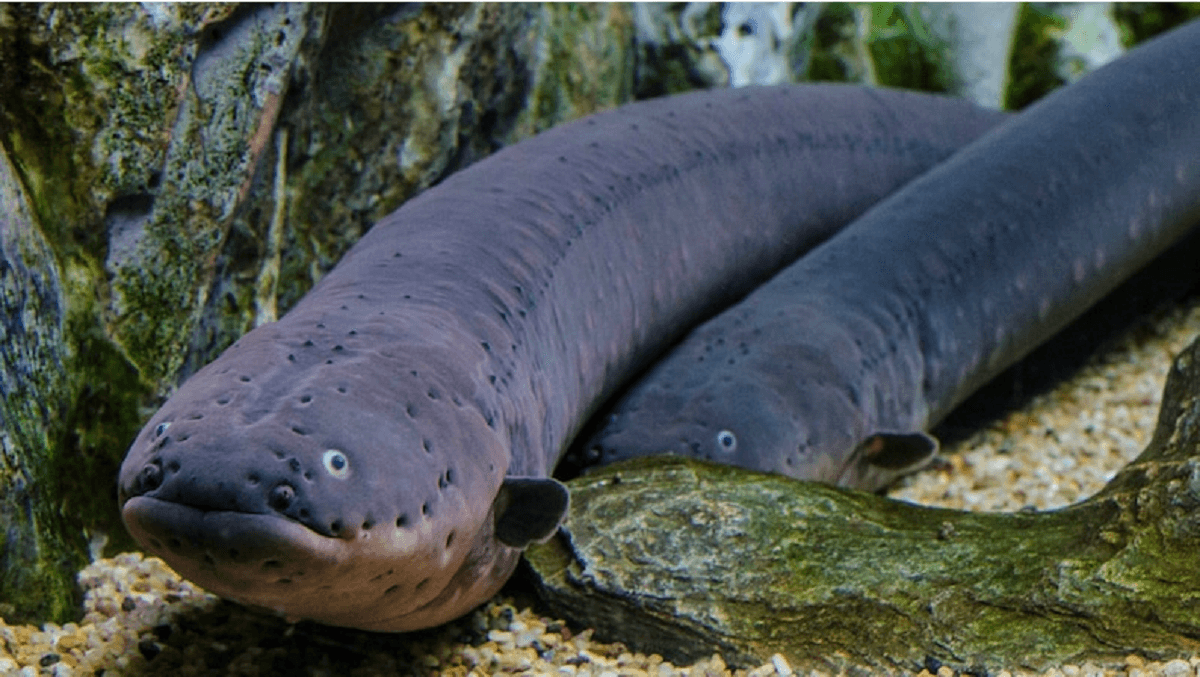 ساخت باتری با الهام از گونه‌ای مارماهی الکتریکی