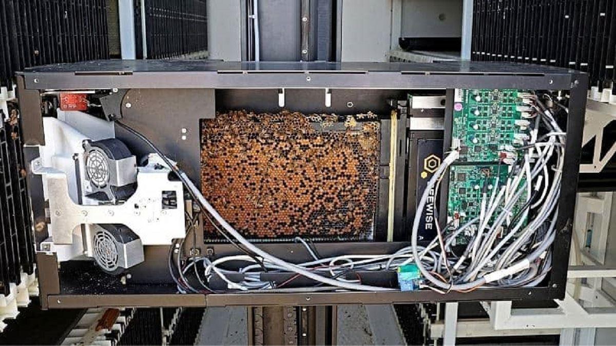 تولید عسل با هوش مصنوعی در اسرائیل