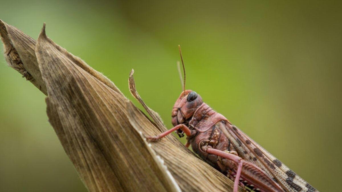 تشخیص سلول‌های سرطانی با استفاده از ملخ‌ سایبورگ