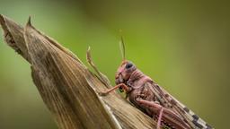 تشخیص سلول‌های سرطانی با استفاده از ملخ‌ سایبورگ