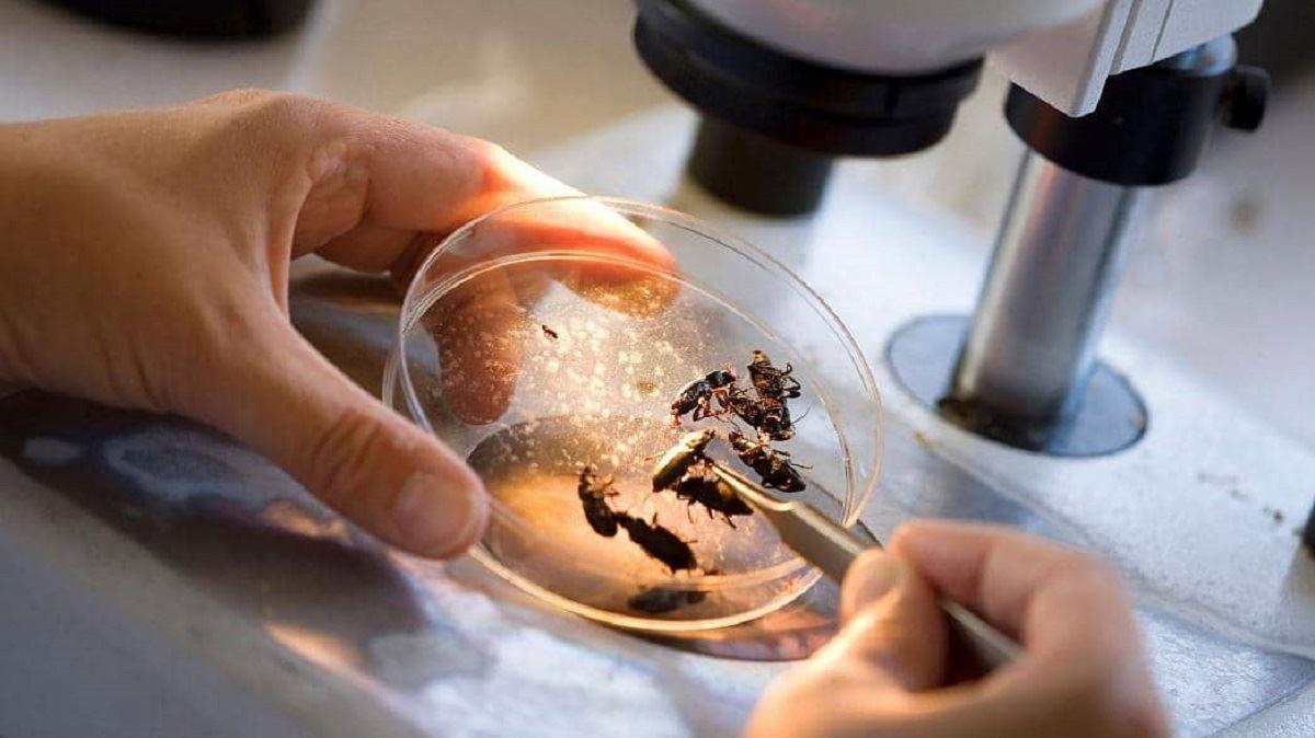 درخواست حشره‌شناس کانادایی برای دریافت پشه‌های مرده!