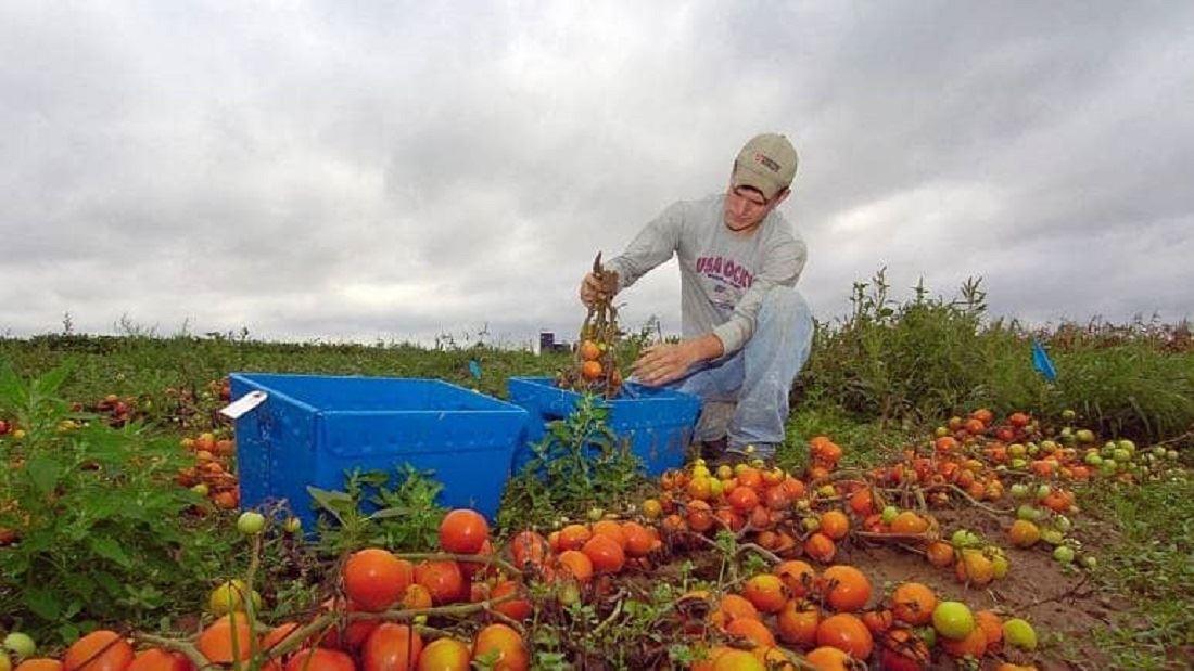 اندازه‌گیری ویتامین موجود در میوه و سیبزیجات با یک حسگر ارزان