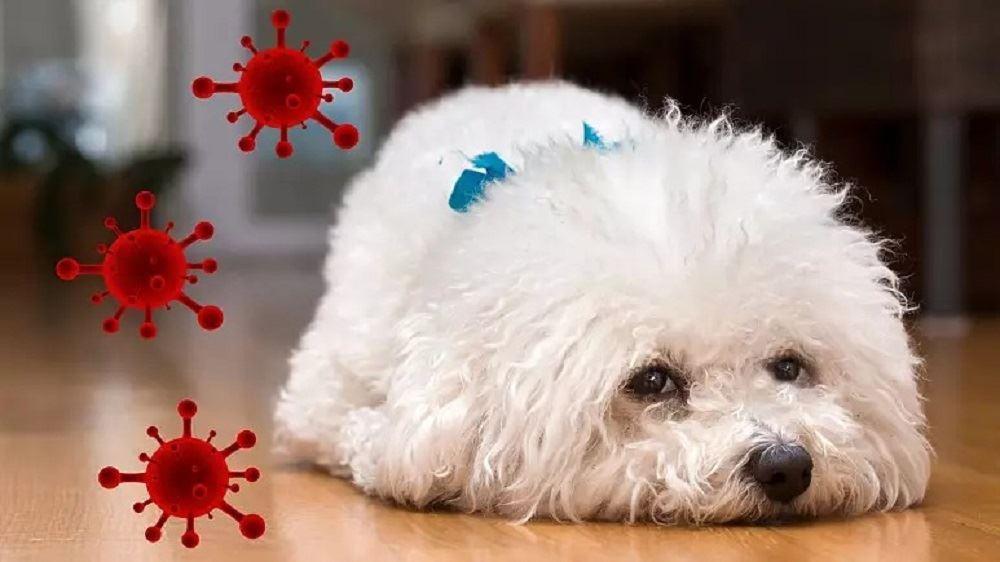 انتقال آبله میمون به یک سگ خانگی و هشدار سازمان جهانی بهداشت