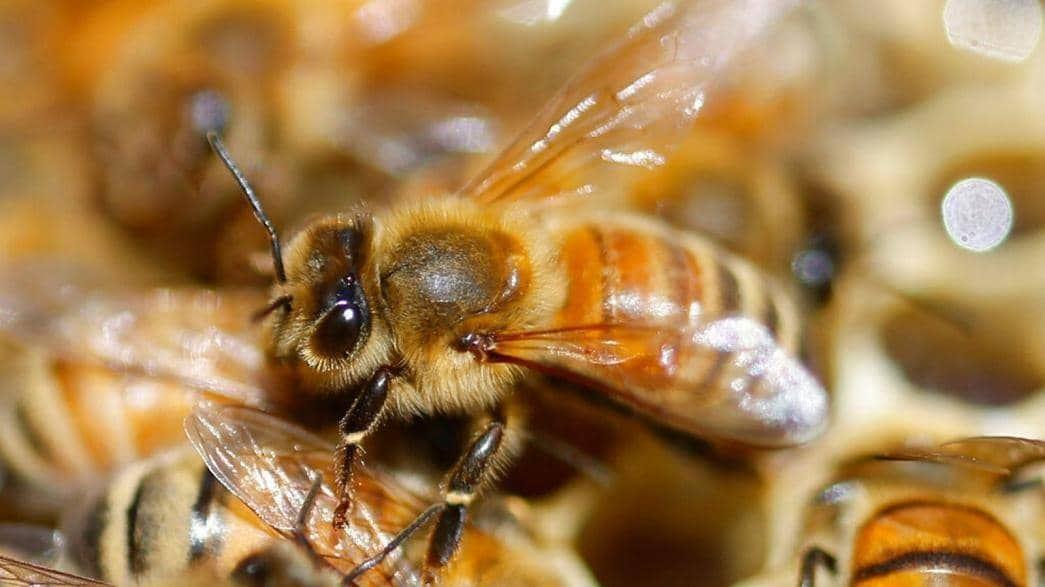 تاثیر انبوه حشرات بر رویدادهای آب‌وهوایی