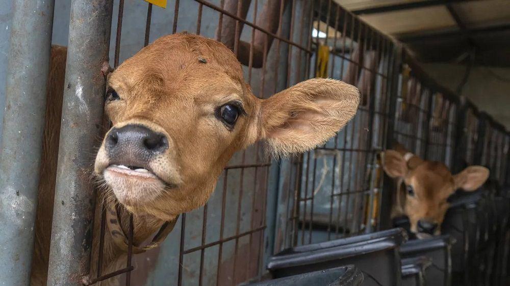 ادعای چین در شبیه‌سازی سه اَبَرگاو که سالانه 18 تن شیر تولید می‌کند