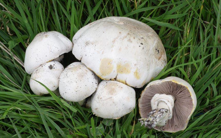 قارچ سمی دو نفر را در ایالت ویکتوریا به کام مرگ کشاند