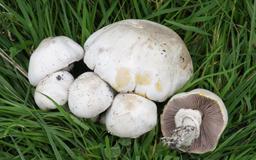 قارچ سمی دو نفر را در ایالت ویکتوریا به کام مرگ کشاند