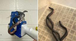 هشدار به شهروندان استرالیایی درباره افزایش مارها