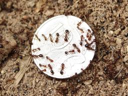 2.2 میلیون دلار جریمه برای ناقضان قوانین مرتبط با مورچه‌های آتشین در نیوساوت‌ولز!