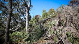 تعیین پاداش برای یافتن عامل نابودی درختان کسل کاو سیدنی