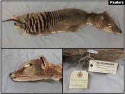بازیابی «آران‌ای» یک «گرگ تاسمانی» منقرض‌شده توسط داشنمندان