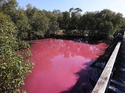 کشف راز حیرت‌انگیز صورتی شدن آب تالاب بوندال در ایالت کوئینزلند