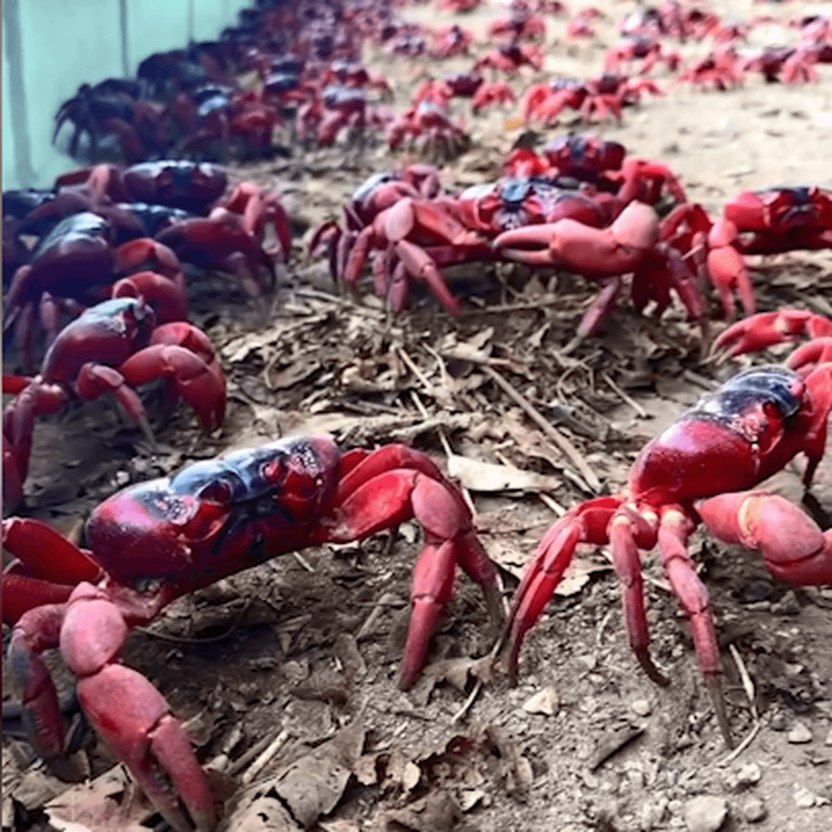 میلیون‌ها خرچنگ قرمز جزیره کریسمس در استرالیا را گل‌گون کرده‌اند