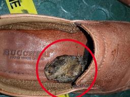 وزغ آسیایی مرگبار، مهمان ناخوانده روز باکسینگ دی در ملبورن