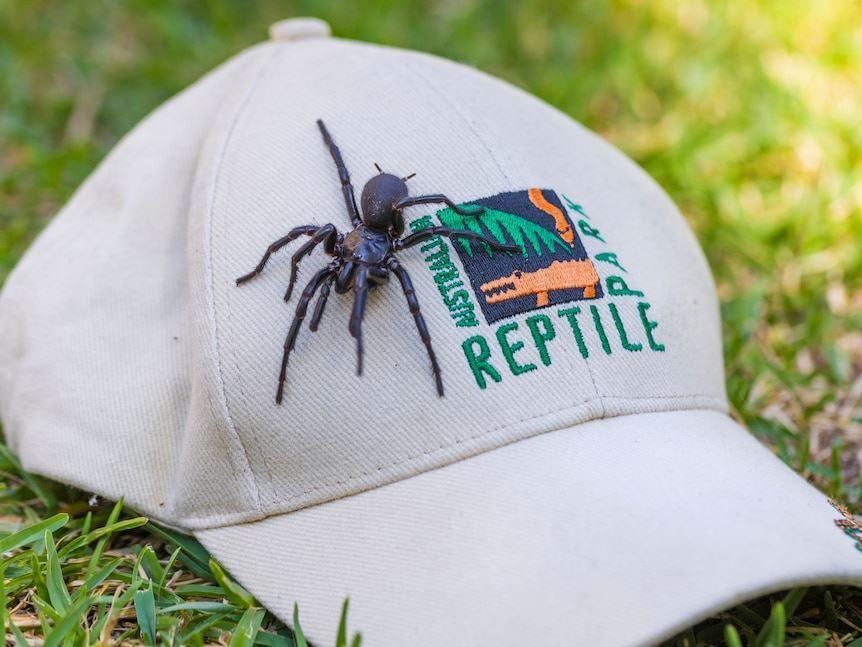 هرکول، بزرگ‌ترین عنکبوت قیفی مرگبار در استرالیا