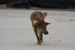 هشدار به گردشگرانی که به کیگاری در کوئینزلند سفر می‌کنند