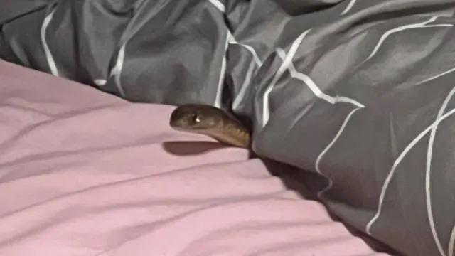 حتی در رخت‌خواب نیز نباید از احتمال حمله مار غافل بود