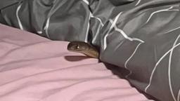 حتی در رخت‌خواب نیز نباید از احتمال حمله مار غافل بود